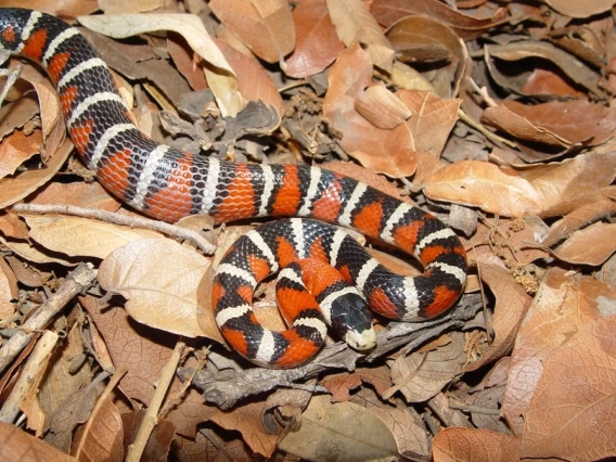 Arizona Mountain kingsnake
