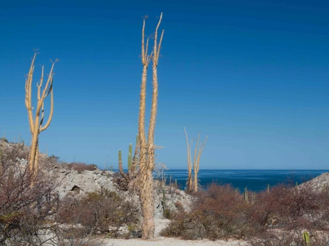 BE cacti