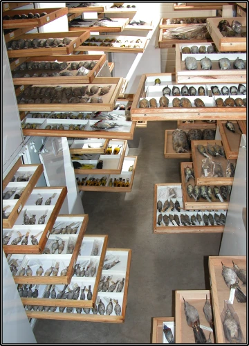 collections storage cabinets containing bird specimens with all drawers open
