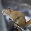 Yukon red