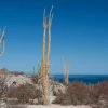 BE cacti